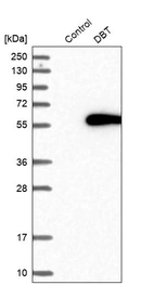 Western blot analysis in control (vector only transfected HEK293T lysate) and DBT over-expression lysate (Co-expressed with a C-terminal myc-DDK tag (~3.1 kDa) in mammalian HEK293T cells, LY419653).