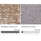 Anti-ARHGAP29 Antibody