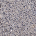 Immunohistochemical staining of human pancreas shows very weak positivity in exocrine glandular cells as expected.