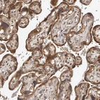 Immunohistochemical staining of human placenta shows strong granular cytoplasm positivity in trophoblastic cells.