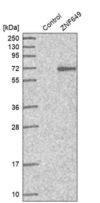 Anti-ZNF649 Antibody