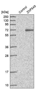 Western blot analysis in control (vector only transfected HEK293T lysate) and ZNF649 over-expression lysate (Co-expressed with a C-terminal myc-DDK tag (~3.1 kDa) in mammalian HEK293T cells, LY411506).