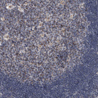 Immunohistochemical staining of human lymph node shows strong granular cytoplasmic positivity in germinal center cells.