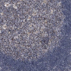 Immunohistochemical staining of human lymph node shows strong granular cytoplasmic positivity in germinal center cells.