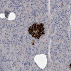 Immunohistochemical staining of human pancreas shows moderate to strong positivity in islets of Langerhans.