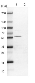 Lane 1: NIH-3T3 cell lysate (Mouse embryonic fibroblast cells)_br/_Lane 2: NBT-II cell lysate (Rat Wistar bladder tumour cells)