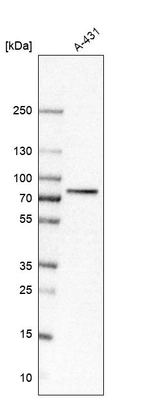 Western blot analysis in human cell line A-431.