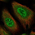 Immunofluorescent staining of human cell line U-2 OS shows localization to nucleoplasm & cytosol.