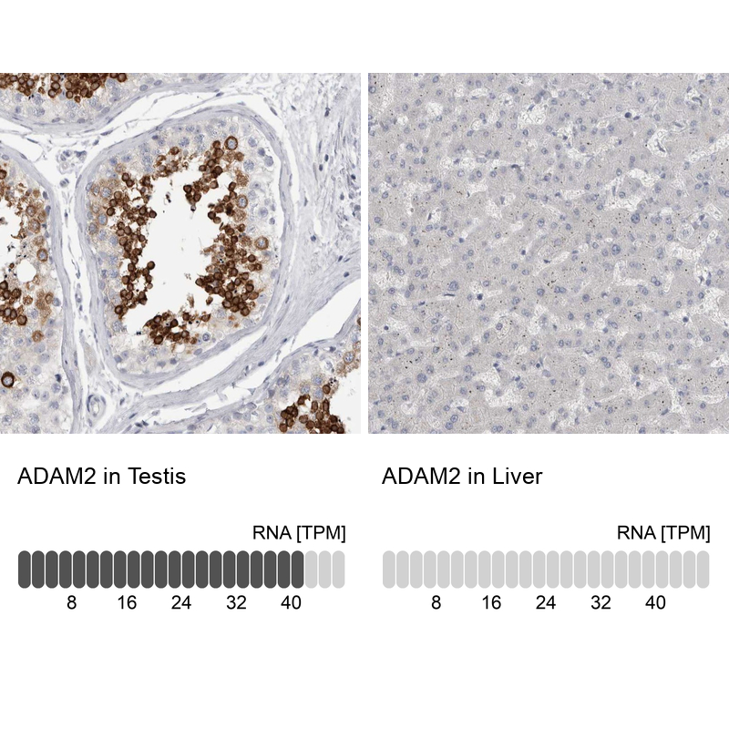 Anti-ADAM2 Antibody