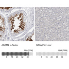 Anti-ADAM2 Antibody