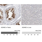 Anti-ADAM2 Antibody