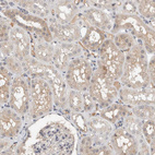 Immunohistochemical staining of human kidney shows weak cytoplasmic positivity in cells in tubules.