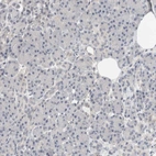 Immunohistochemical staining of human pancreas shows no positivity in exocrine glandular cells as expected.