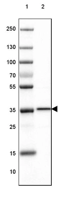 Lane 1: Marker [kDa] 250, 130, 100, 70, 55, 35, 25, 15, 10_br/_Lane 2: Human Cerebral Cortex tissue