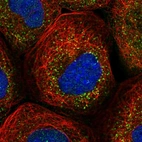 Immunofluorescent staining of human cell line A-431 shows localization to vesicles.