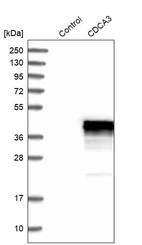 Western blot analysis in control (vector only transfected HEK293T lysate) and CDCA3 over-expression lysate (Co-expressed with a C-terminal myc-DDK tag (~3.1 kDa) in mammalian HEK293T cells, LY410572).