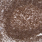 Anti-DNMT3A Antibody