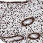 Immunohistochemical staining of human endometrium shows strong nuclear positivity.