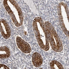 Immunohistochemical staining of human endometrium shows strong cytoplasmic positivity in glandular cells.