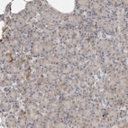 Immunohistochemical staining of human pancreas shows very weak positivity in exocrine glandular cells as expected.