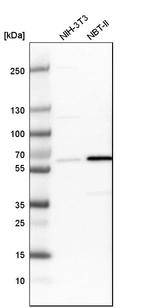 Western blot analysis in mouse cell line NIH-3T3 and rat cell line NBT-II.