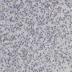 Immunohistochemical staining of human pancreas shows moderate nuclear positivity in exocrine glandular cells.