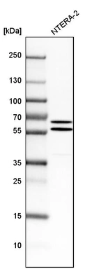 Western blot analysis in human cell line NTERA-2.