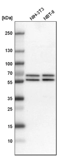 Western blot analysis in mouse cell line NIH-3T3 and rat cell line NBT-II.