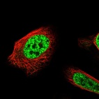 Immunofluorescent staining of human cell line U-2 OS shows localization to nuclear speckles.