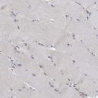 Immunohistochemical staining of human skeletal muscle shows no positivity in myocytes as expected.