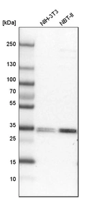 Western blot analysis in mouse cell line NIH-3T3 and rat cell line NBT-II.
