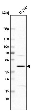 Western blot analysis in human cell line U-2197.