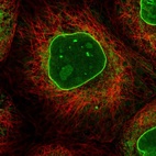 Immunofluorescent staining of human cell line A-431 shows localization to nucleoli & nuclear membrane.