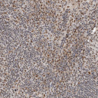 Immunohistochemical staining of human tonsil shows moderate nuclear positivity in germinal center and non-germinal center cells.