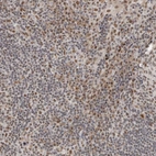 Immunohistochemical staining of human tonsil shows moderate nuclear positivity in germinal center and non-germinal center cells.