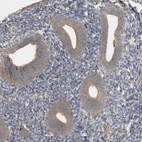 Immunohistochemical staining of human Endometrium shows very weak membranous positivity in glandular cells.