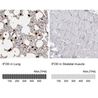 Anti-IFI30 Antibody