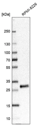 Western blot analysis in human cell line RPMI-8226.