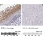 Anti-ERO1A Antibody
