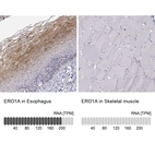 Anti-ERO1A Antibody