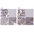 Immunohistochemical staining of human placenta, skeletal muscle, small intestine and squamous epithelia using Anti-ERO1A antibody HPA026653 (A) shows similar protein distribution across tissues to independent antibody HPA030053 (B).