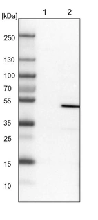 Lane 1: NIH-3T3 cell lysate (Mouse embryonic fibroblast cells)_br/_Lane 2: NBT-II cell lysate (Rat Wistar bladder tumour cells)