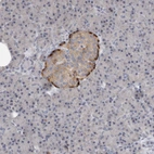 Anti-PTPRN2 Antibody