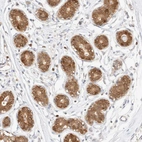 Immunohistochemical staining of human breast shows moderate cytoplasmic positivity in glandular cells.