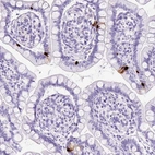 Immunohistochemical staining of human small intestine shows strong cytoplasmic positivity in endocrine glandular cells.