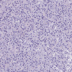Immunohistochemical staining of human pancreas shows no positivity in exocrine glandular cells as expected.
