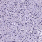 Immunohistochemical staining of human pancreas shows no positivity in exocrine glandular cells as expected.