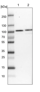 Lane 1: NIH-3T3 cell lysate (Mouse embryonic fibroblast cells)_br/_Lane 2: NBT-II cell lysate (Rat Wistar bladder tumour cells)