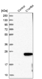 Western blot analysis in control (vector only transfected HEK293T lysate) and C1orf64 over-expression lysate (Co-expressed with a C-terminal myc-DDK tag (~3.1 kDa) in mammalian HEK293T cells, LY405856).