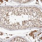 Immunohistochemical staining of human testis shows moderate to strong cytoplasmic positivity in cells in seminiferous ducts and Leydig cells.